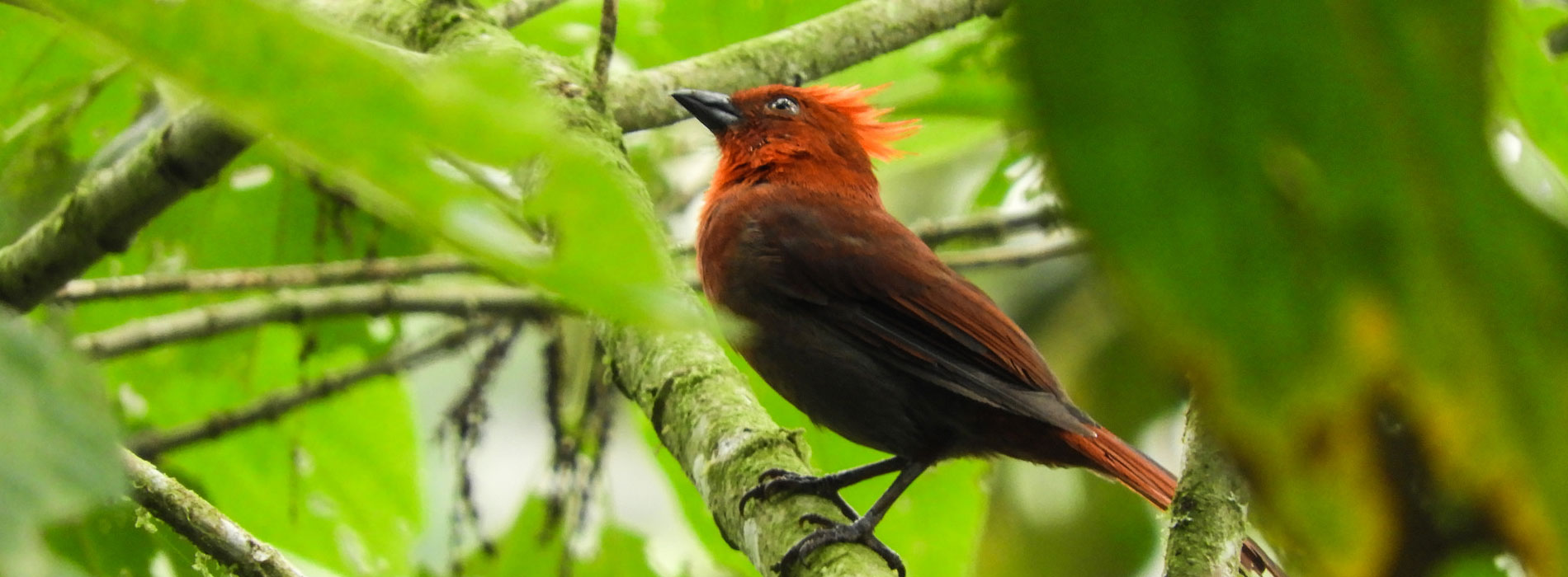 Each year a new bird species is discovered in Colombia. Each year a new bird species is discovered in Colombia.