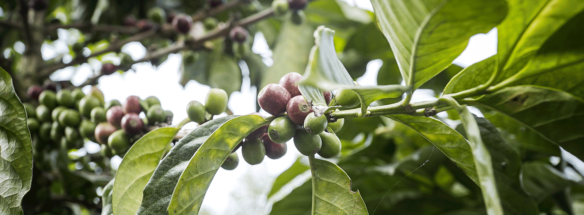 THE NETHERLANDS WELCOMES THE COLOMBIAN COFFEE BRAND, JUAN VALDEZ