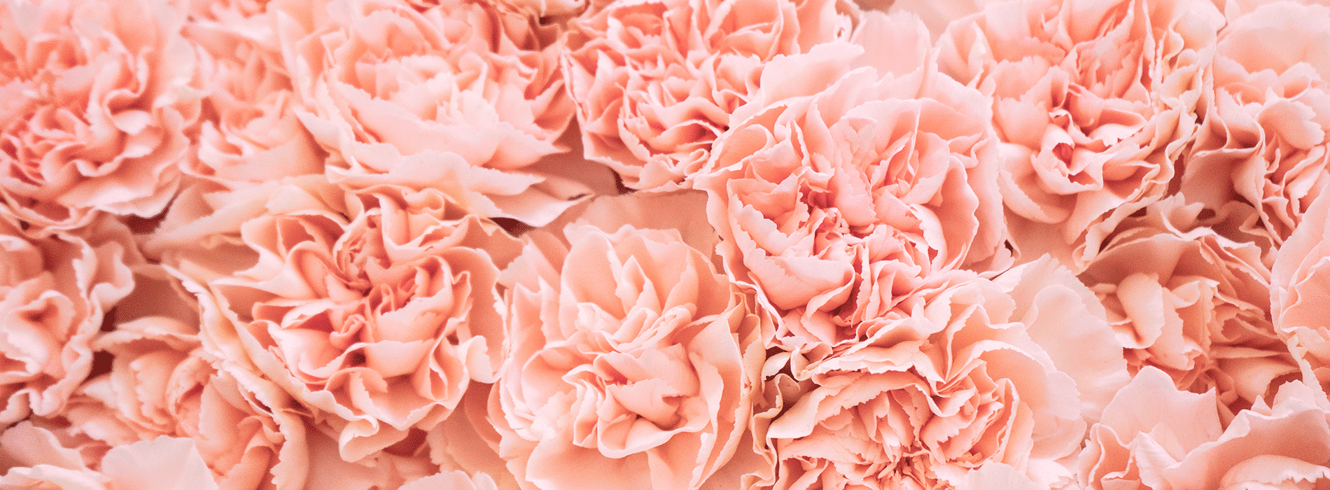 Colombian Flowers Take Center Stage on Valentine's Day in the United States