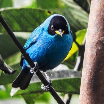 Green Honeycreeper, Mielero - Cali, Valle del Cauca